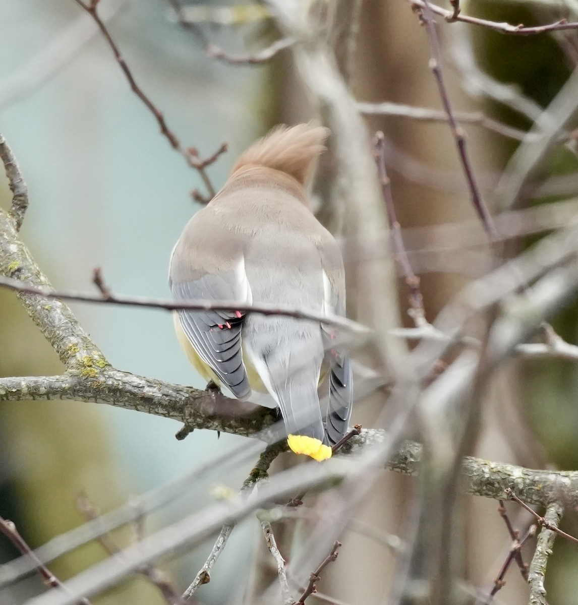 Sedir İpekkuyruğu - ML647589052