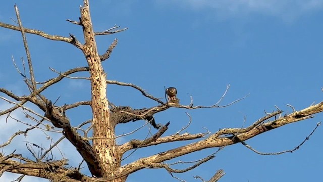 Дербник - ML647589053