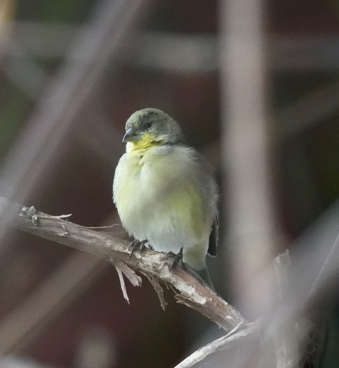 Lesser Goldfinch - ML647589056
