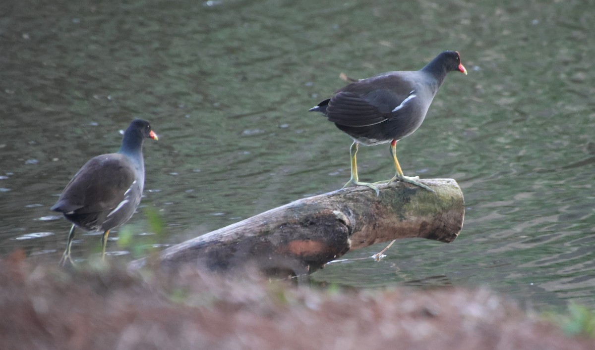 slípka americká - ML647589060