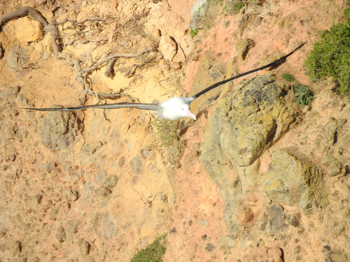 Альбатрос королівський північний - ML647589078