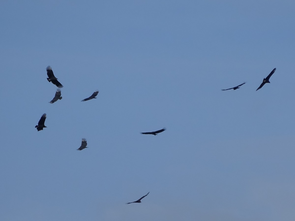 Чёрная катарта - ML647589094