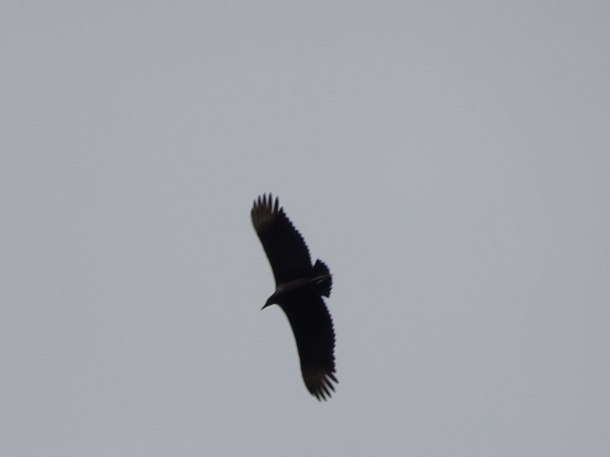 Чёрная катарта - ML647589095