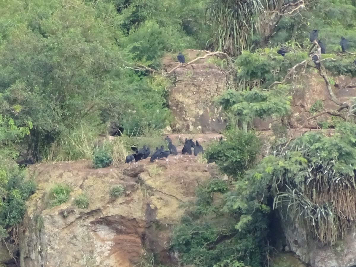 Чёрная катарта - ML647589096