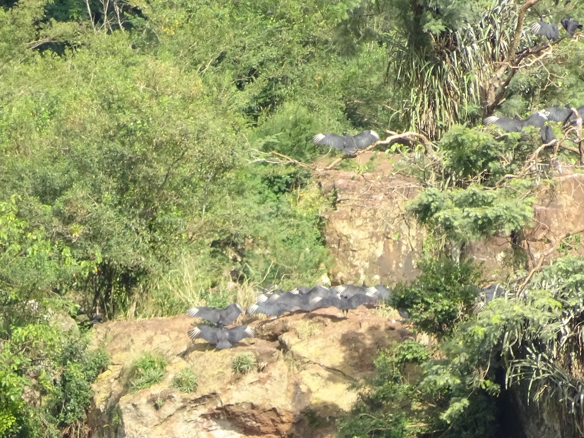 Чёрная катарта - ML647589097