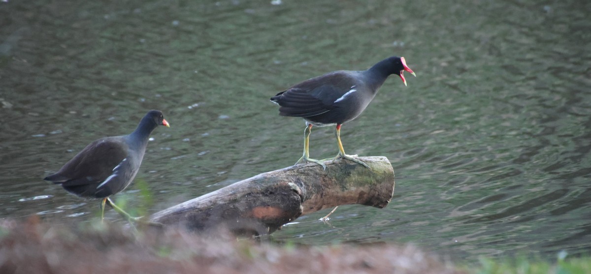 slípka americká - ML647589108