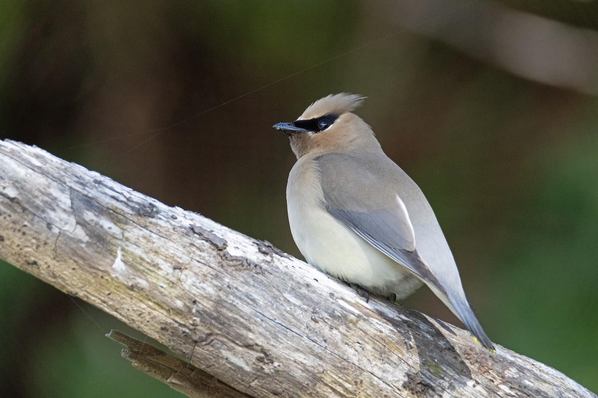 Sedir İpekkuyruğu - ML647589117