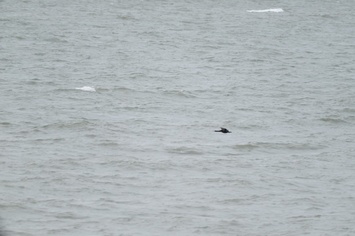 Pelagic Cormorant - ML647589125