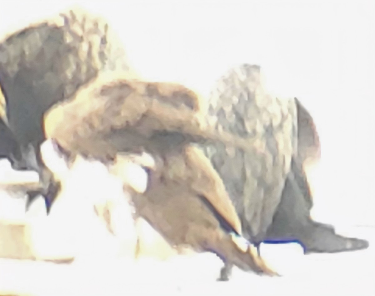 Brown Booby - ML647589140