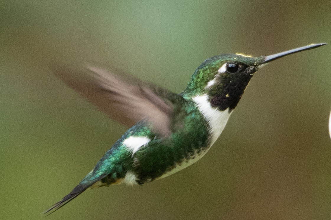 White-bellied Woodstar - ML647589158