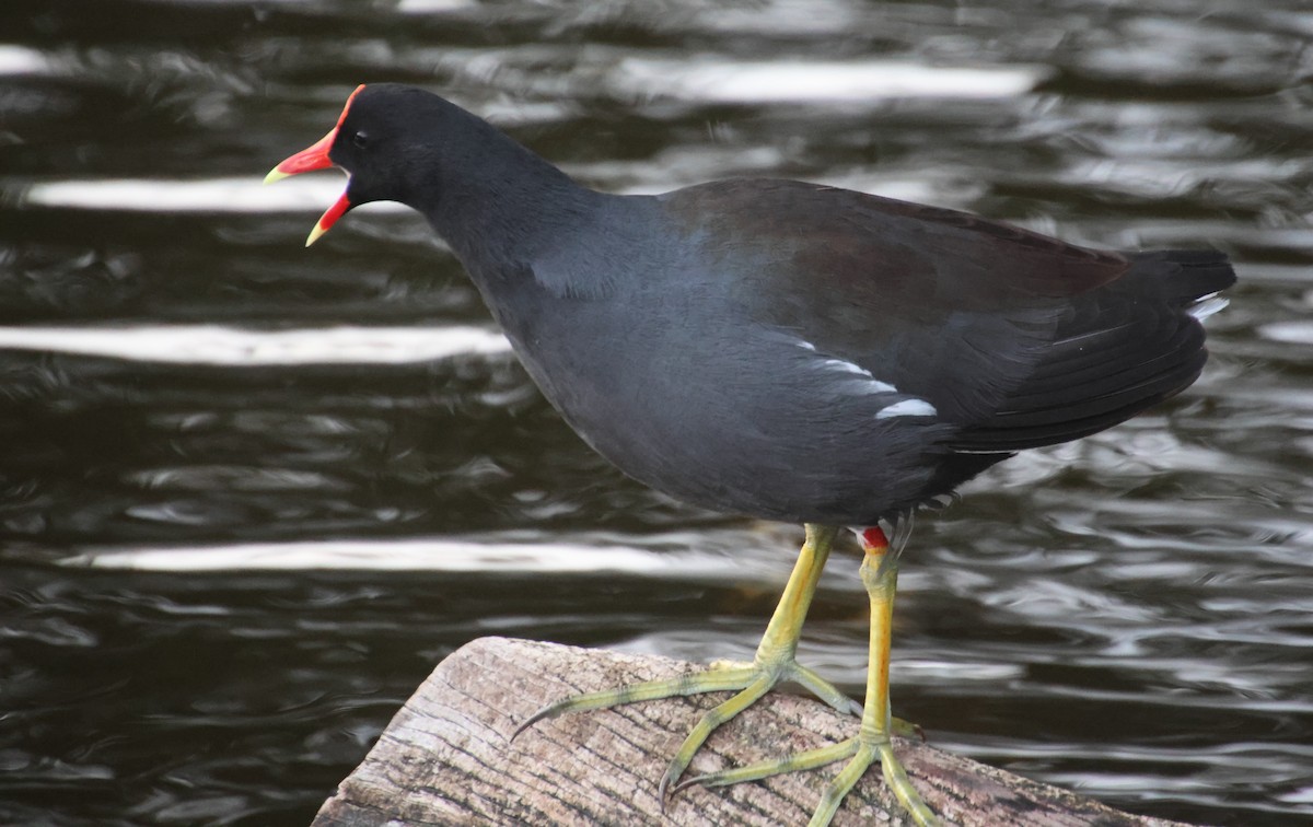 slípka americká - ML647589167