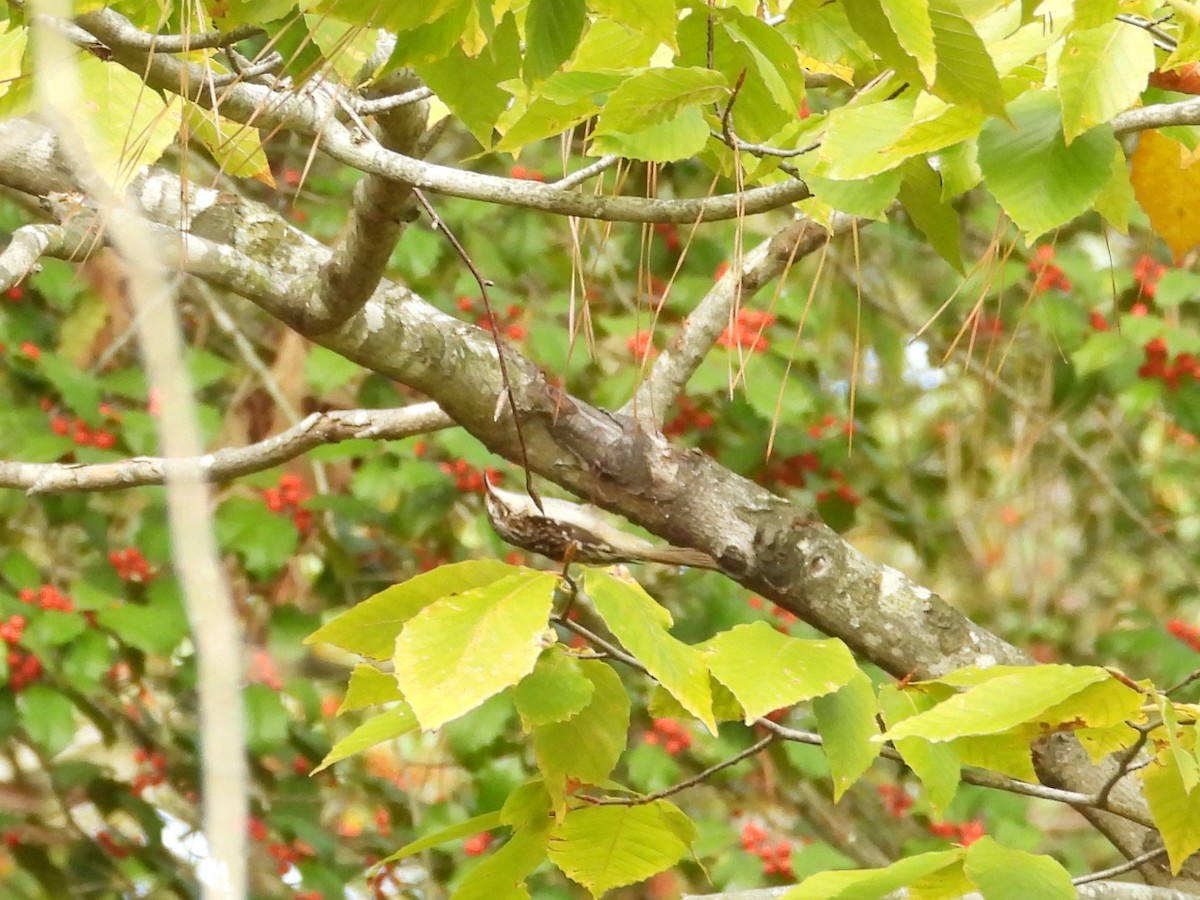Brown Creeper - ML647589180