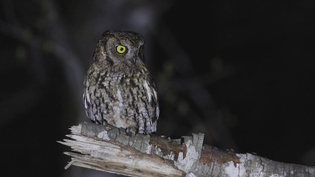 Западная совка - ML647589192