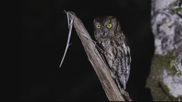 Западная совка - ML647589193