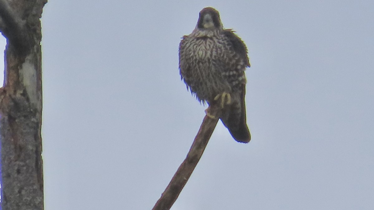 sokol stěhovavý - ML647589194