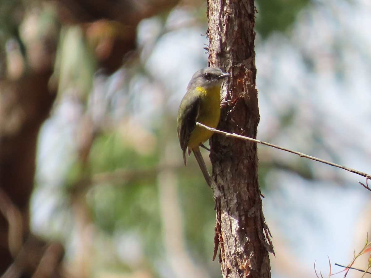 Королець жовтий - ML647589250