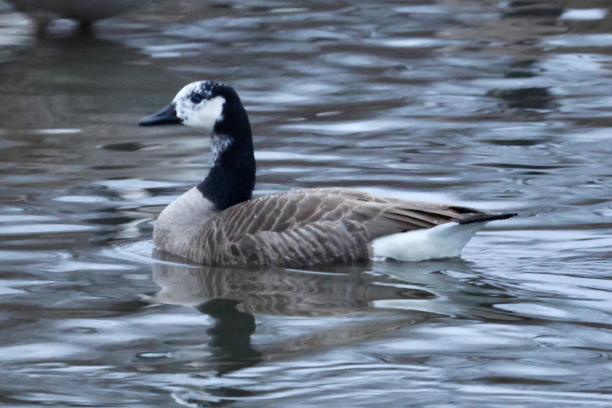 Canada Goose - ML647589268