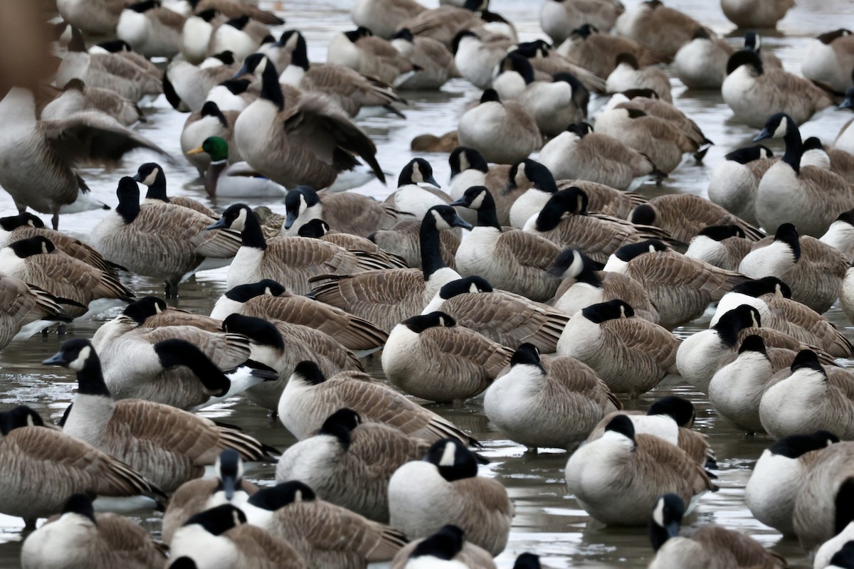 Canada Goose - ML647589269