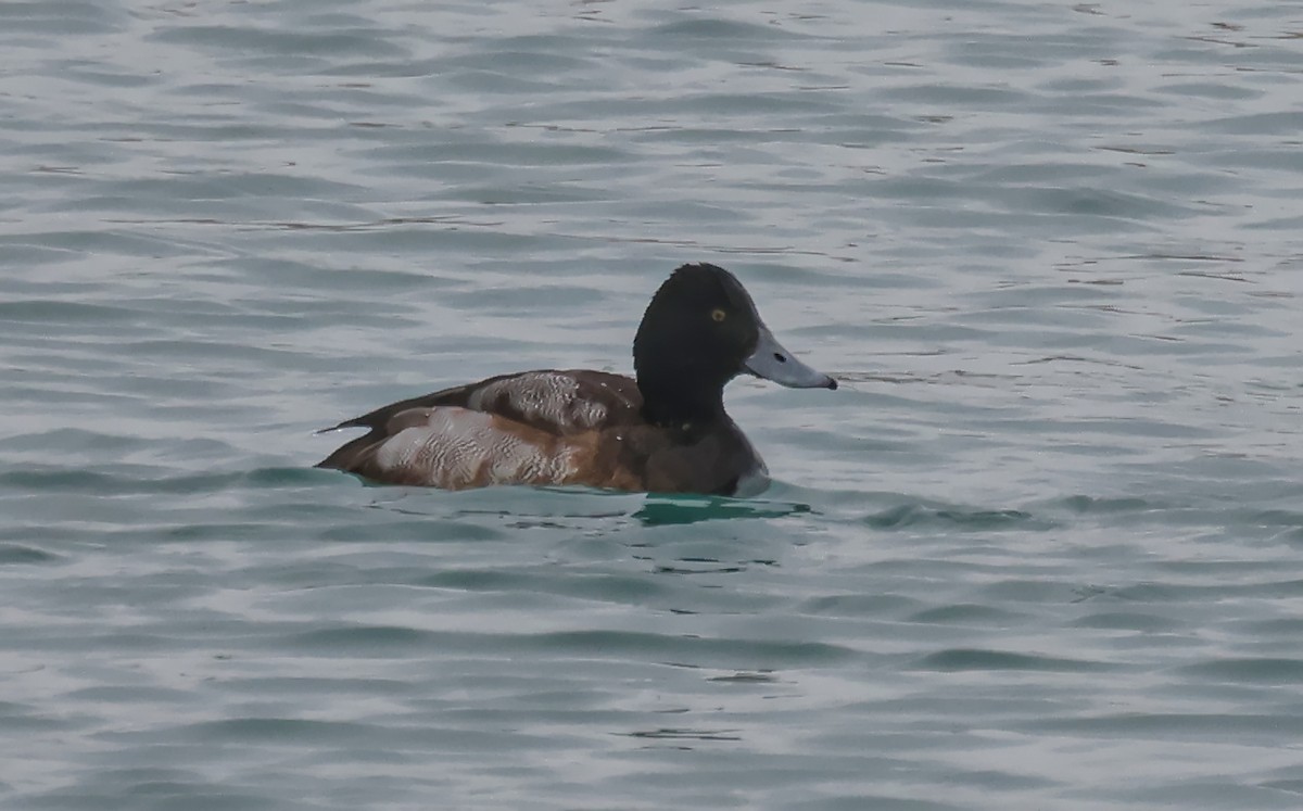 Lesser Scaup - ML647589293
