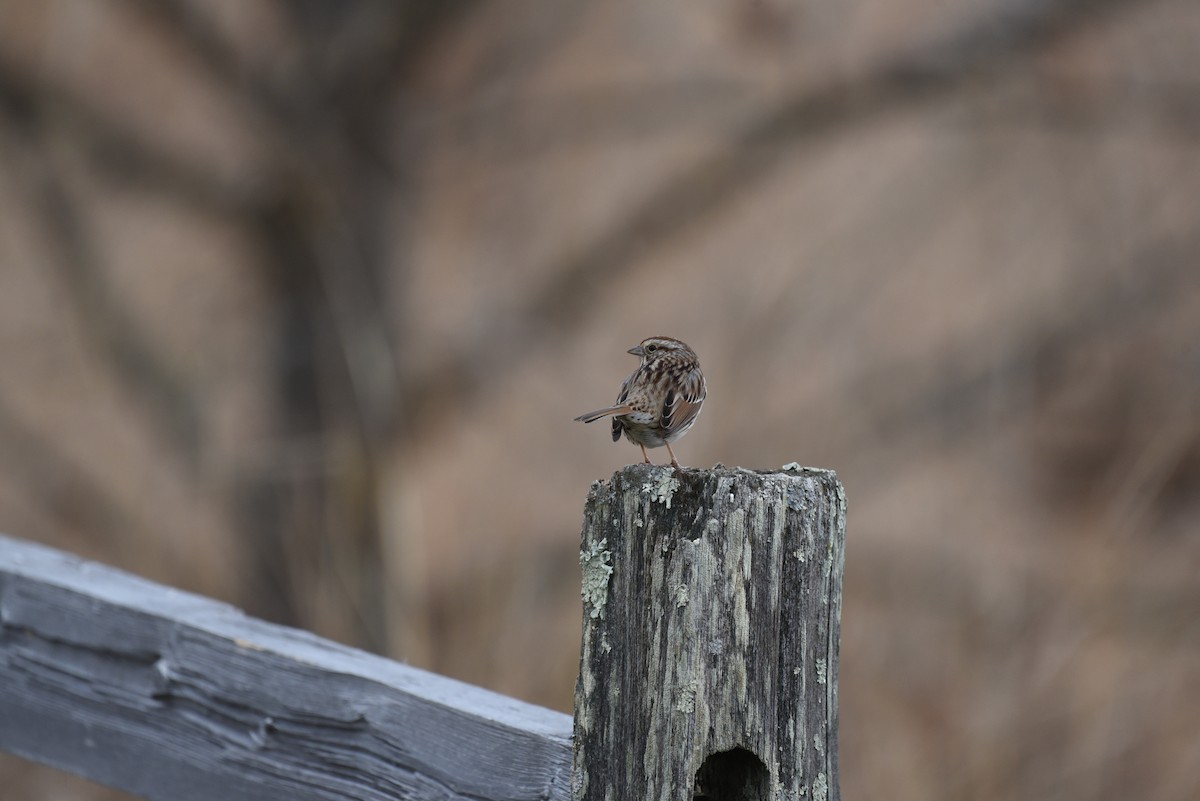 Song Sparrow - ML647589300