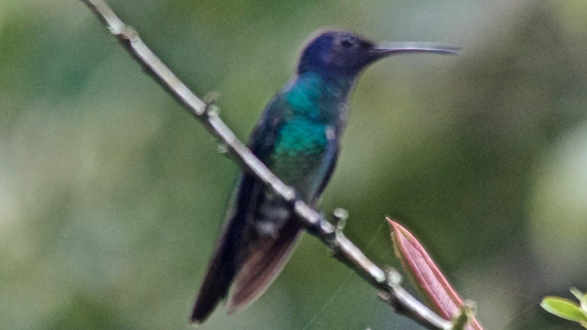 Golden-tailed Sapphire - ML647589303