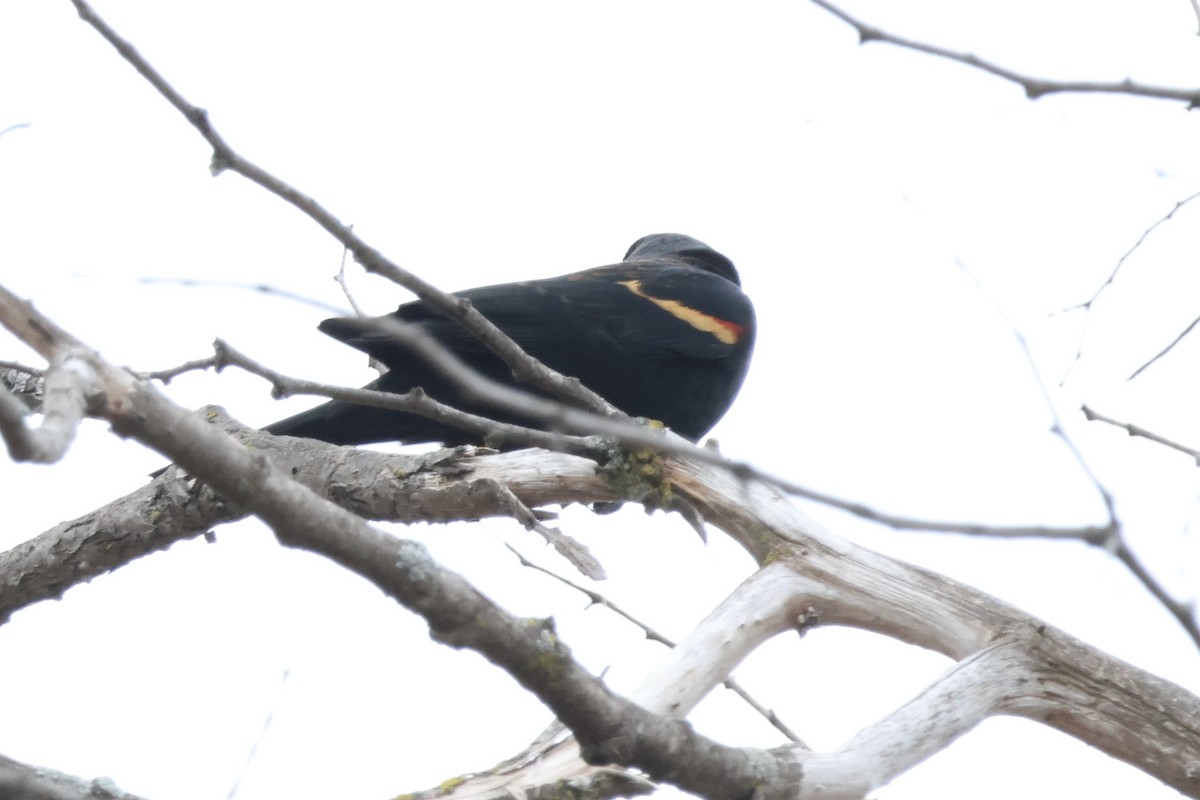 Red-winged Blackbird - ML647589307