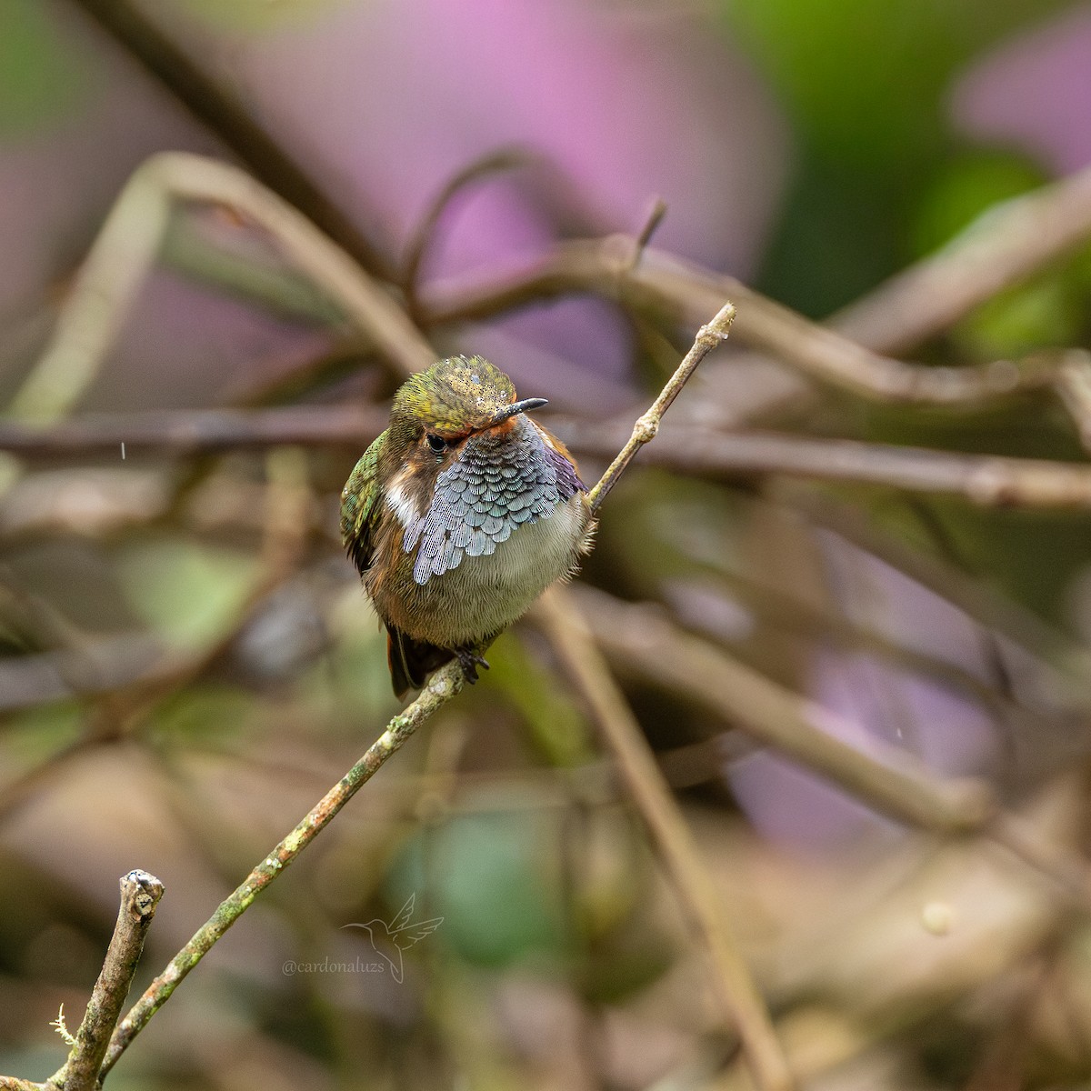 Volcano Hummingbird - ML647589336