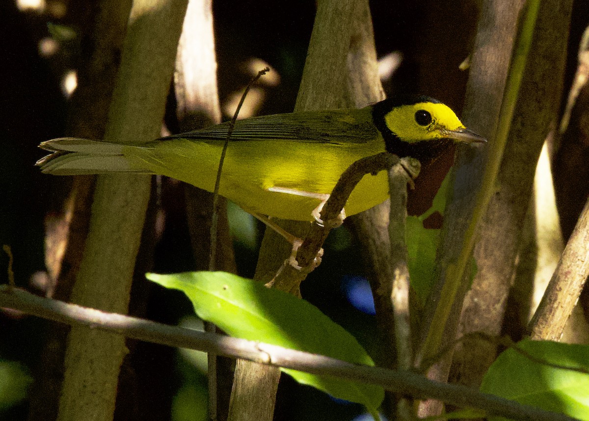 クロズキンアメリカムシクイ - ML647589343