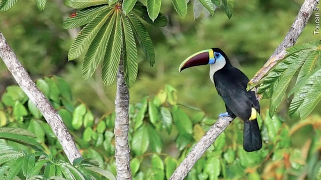 White-throated Toucan - ML647589344