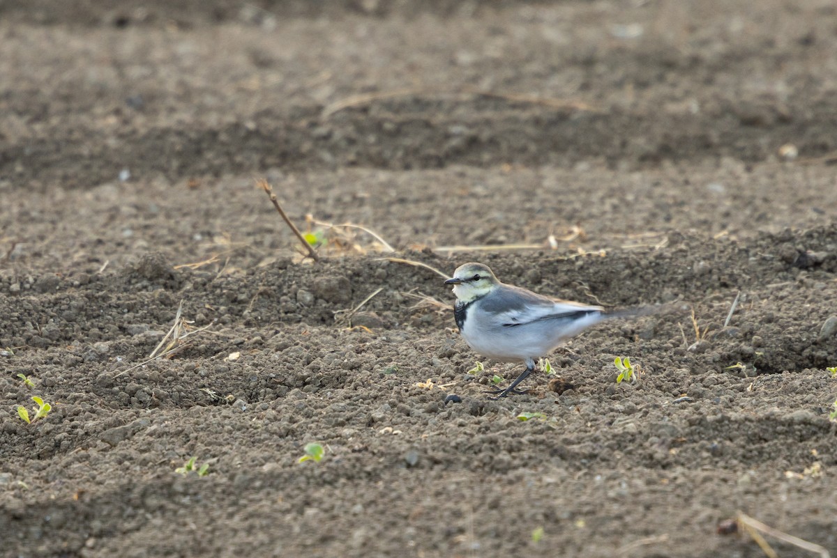 White Wagtail (Black-backed) - ML647589391