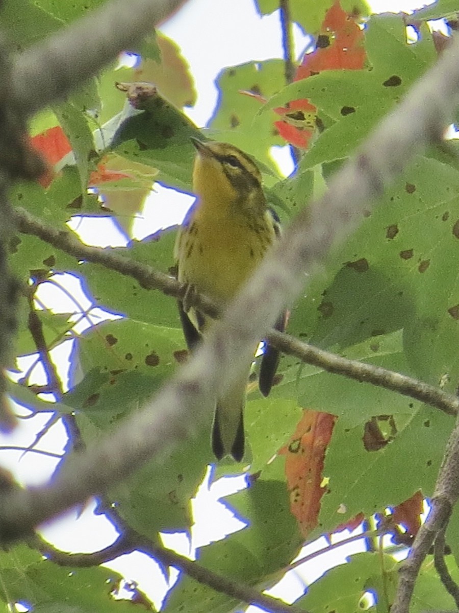 Blackburnian Warbler - ML647589393