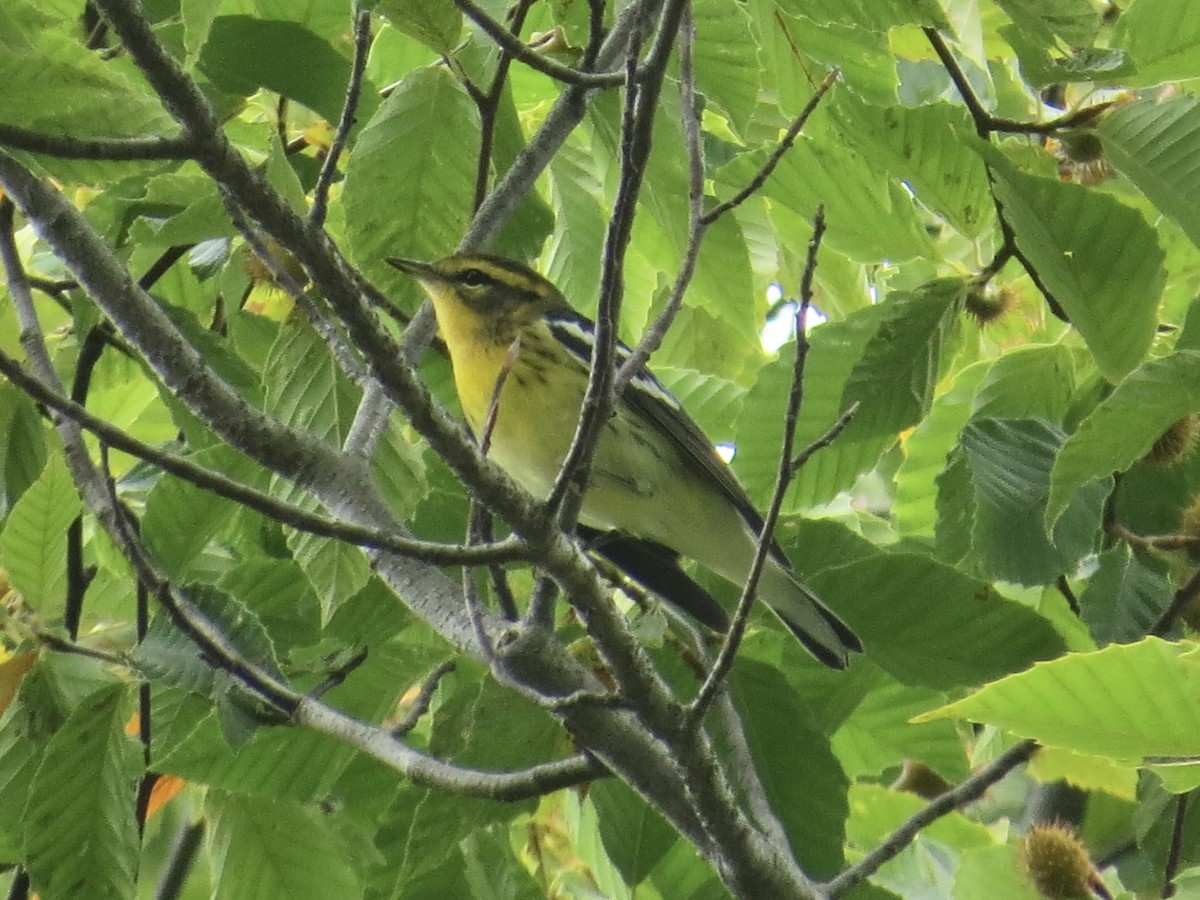 Blackburnian Warbler - ML647589394