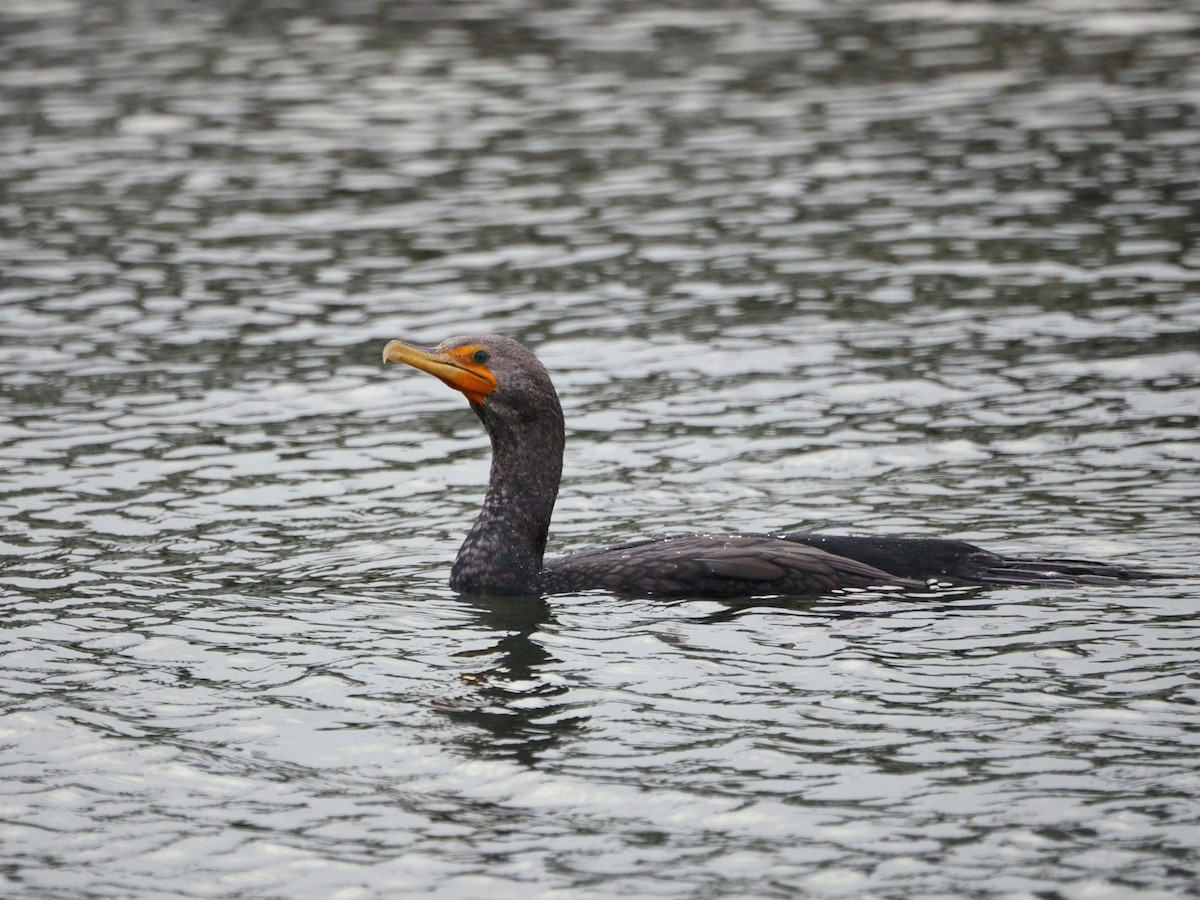 Cormoran à aigrettes - ML647589399