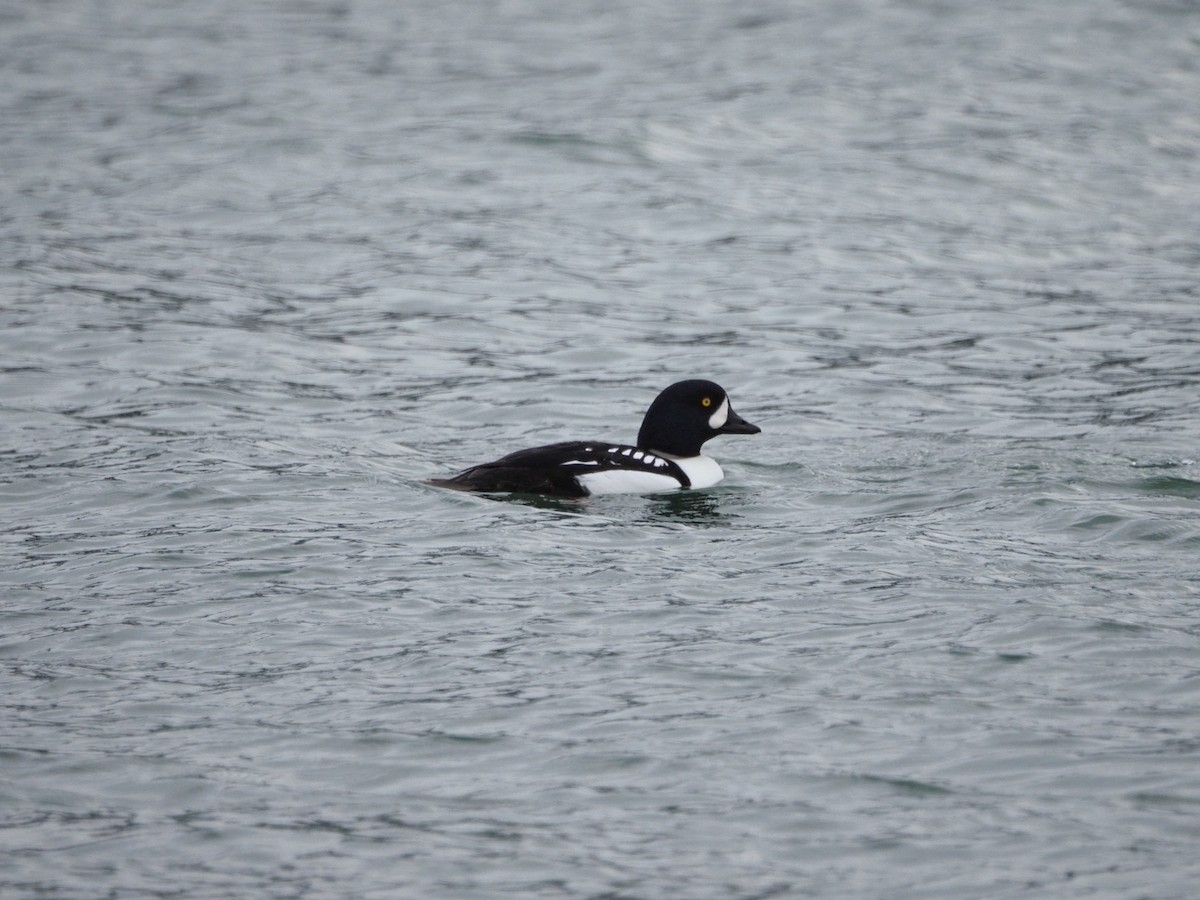 Barrow's Goldeneye - ML647589418