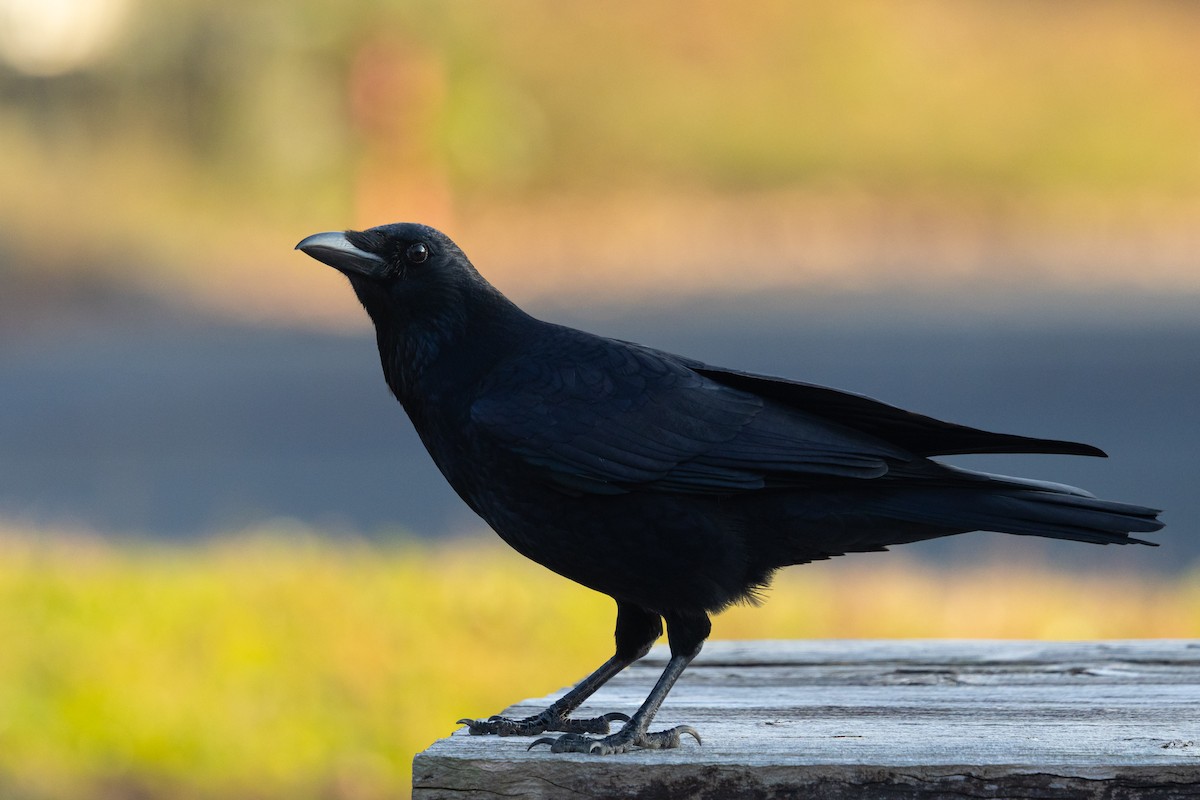 Carrion Crow (Eastern) - ML647589426