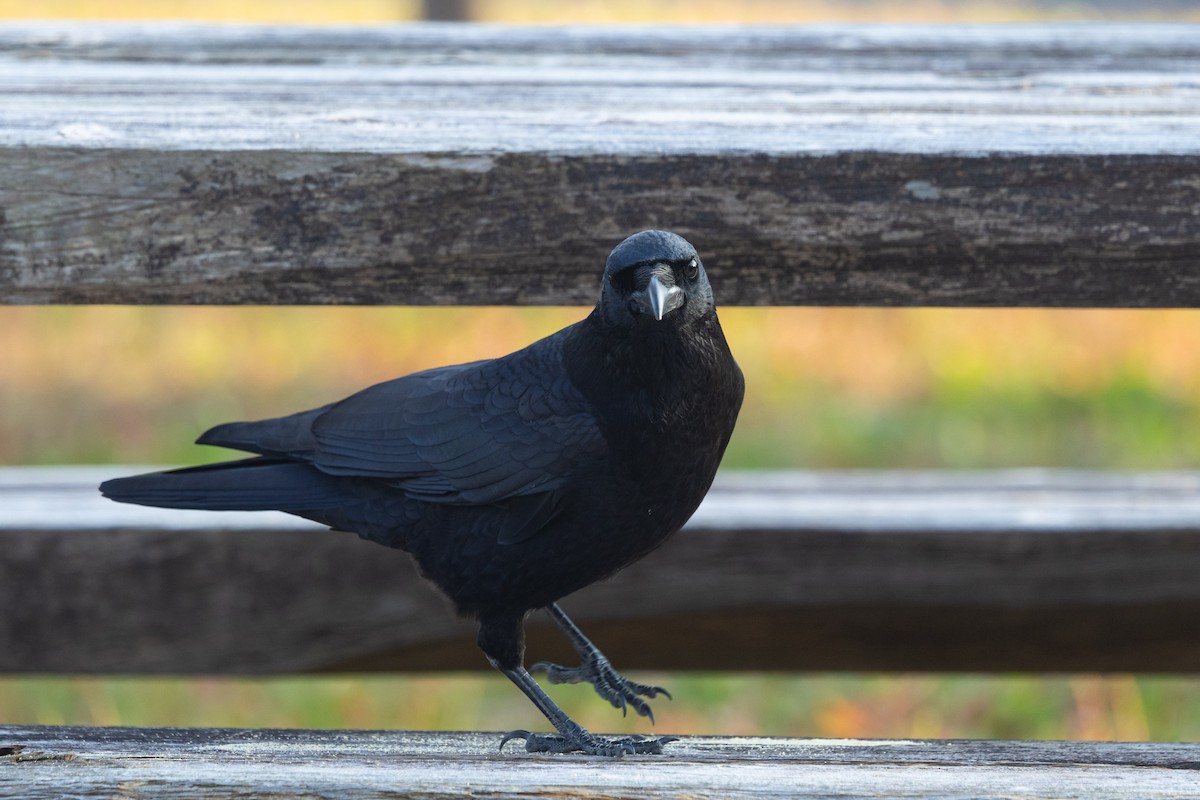 Carrion Crow (Eastern) - ML647589427