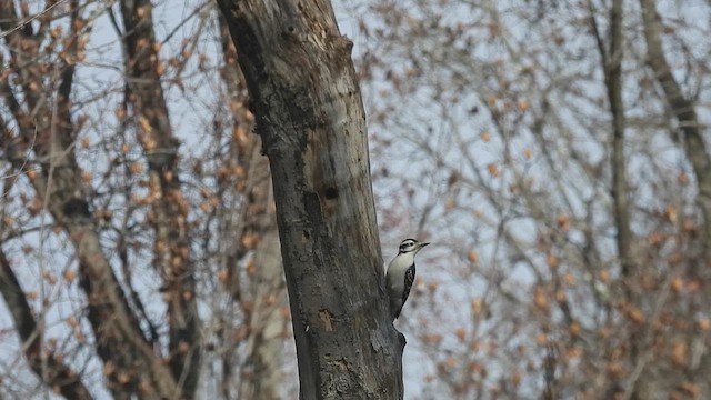 Волосатый дятел - ML647589436