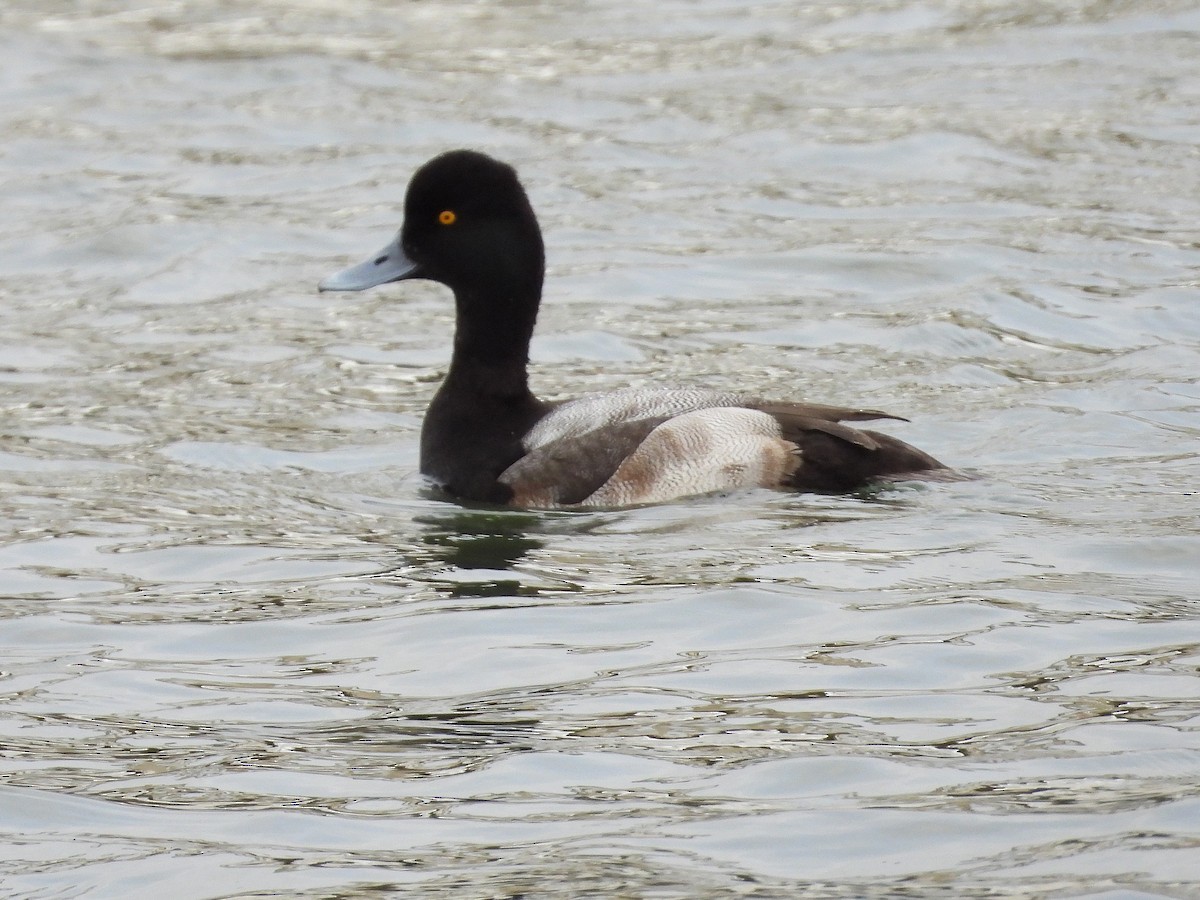 Lesser Scaup - ML647589437