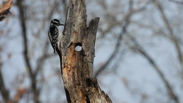 Волосатый дятел - ML647589438