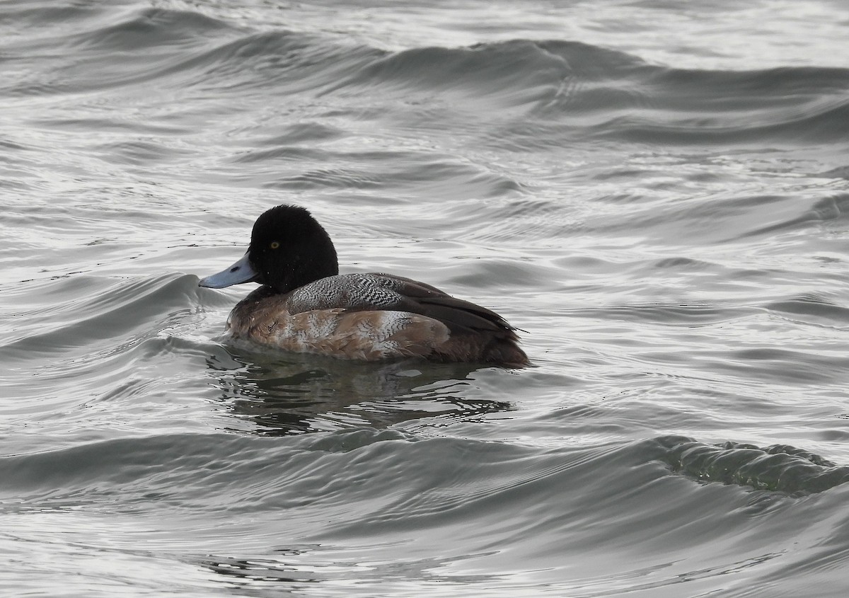 Lesser Scaup - ML647589447