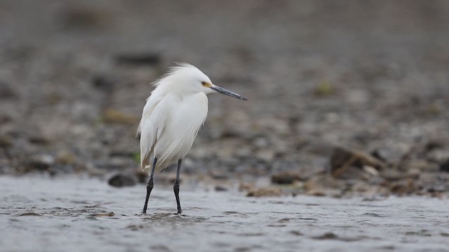 Снежная цапля - ML647589476