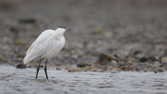 Снежная цапля - ML647589477