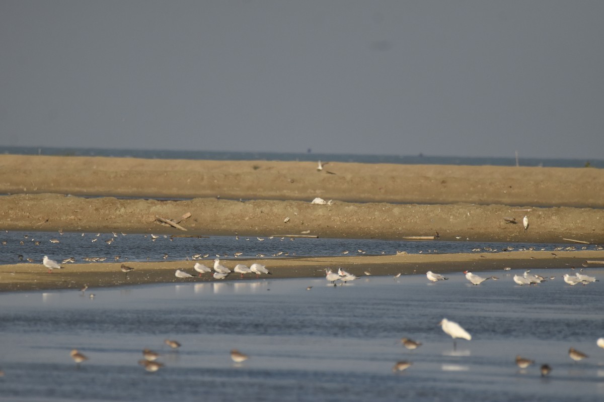 Gaviota Centroasiática - ML647589484