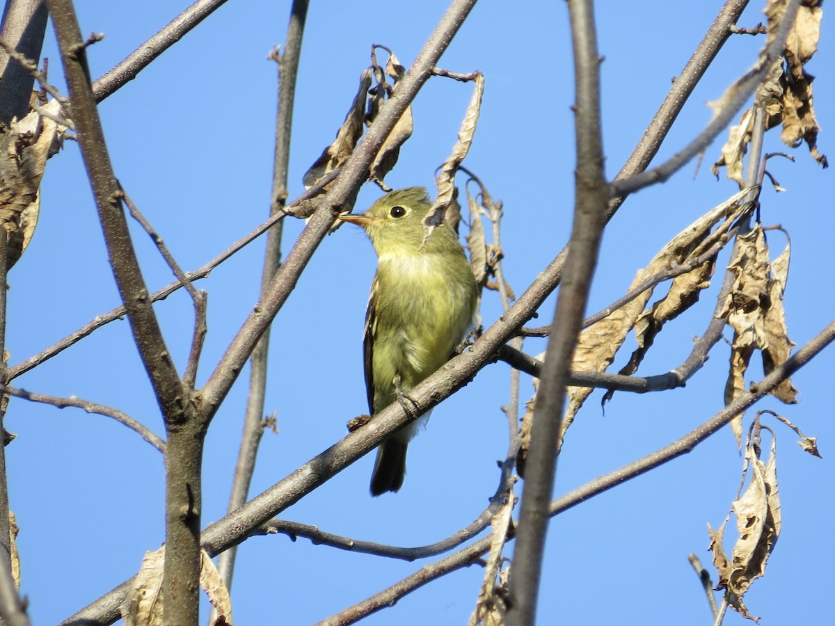 Yellow-bellied Flycatcher - ML647589489
