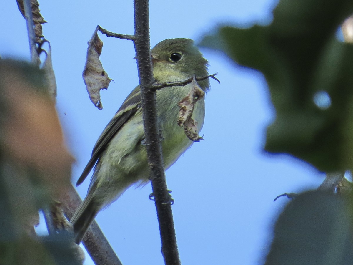 Yellow-bellied Flycatcher - ML647589490