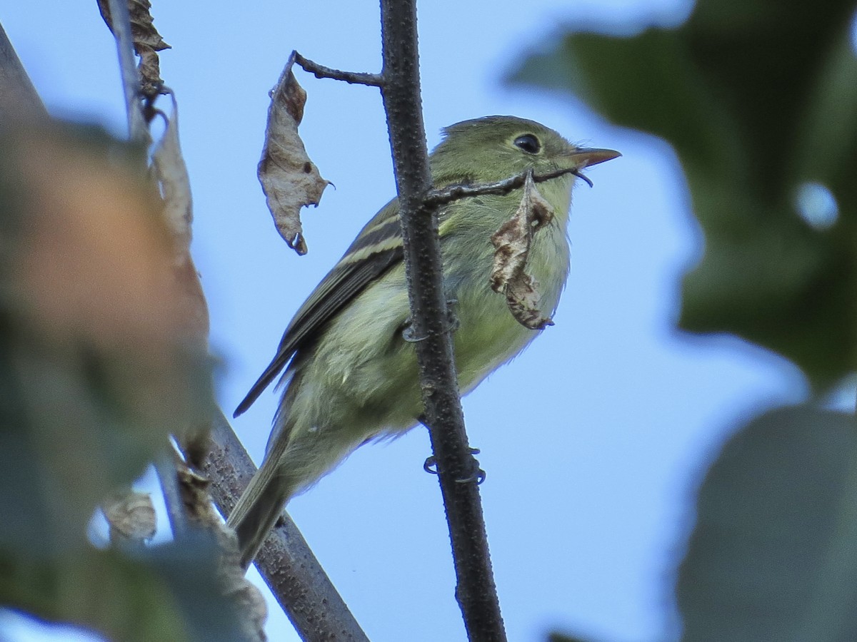 Yellow-bellied Flycatcher - ML647589491