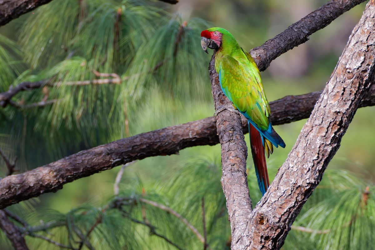 Ara militaire - ML647589496