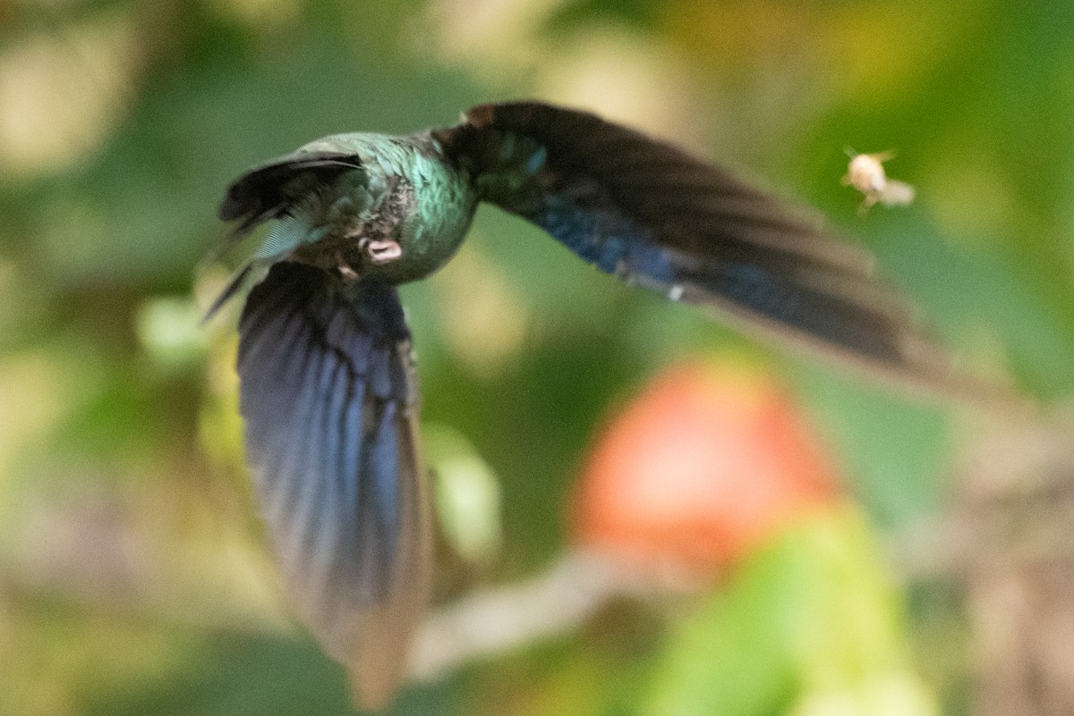 Colibri à ailes saphir - ML647589501