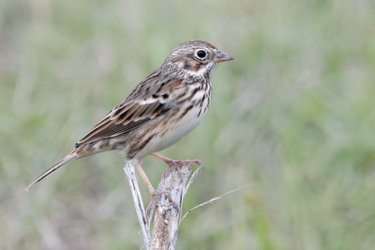 Bruant vespéral - ML647589504