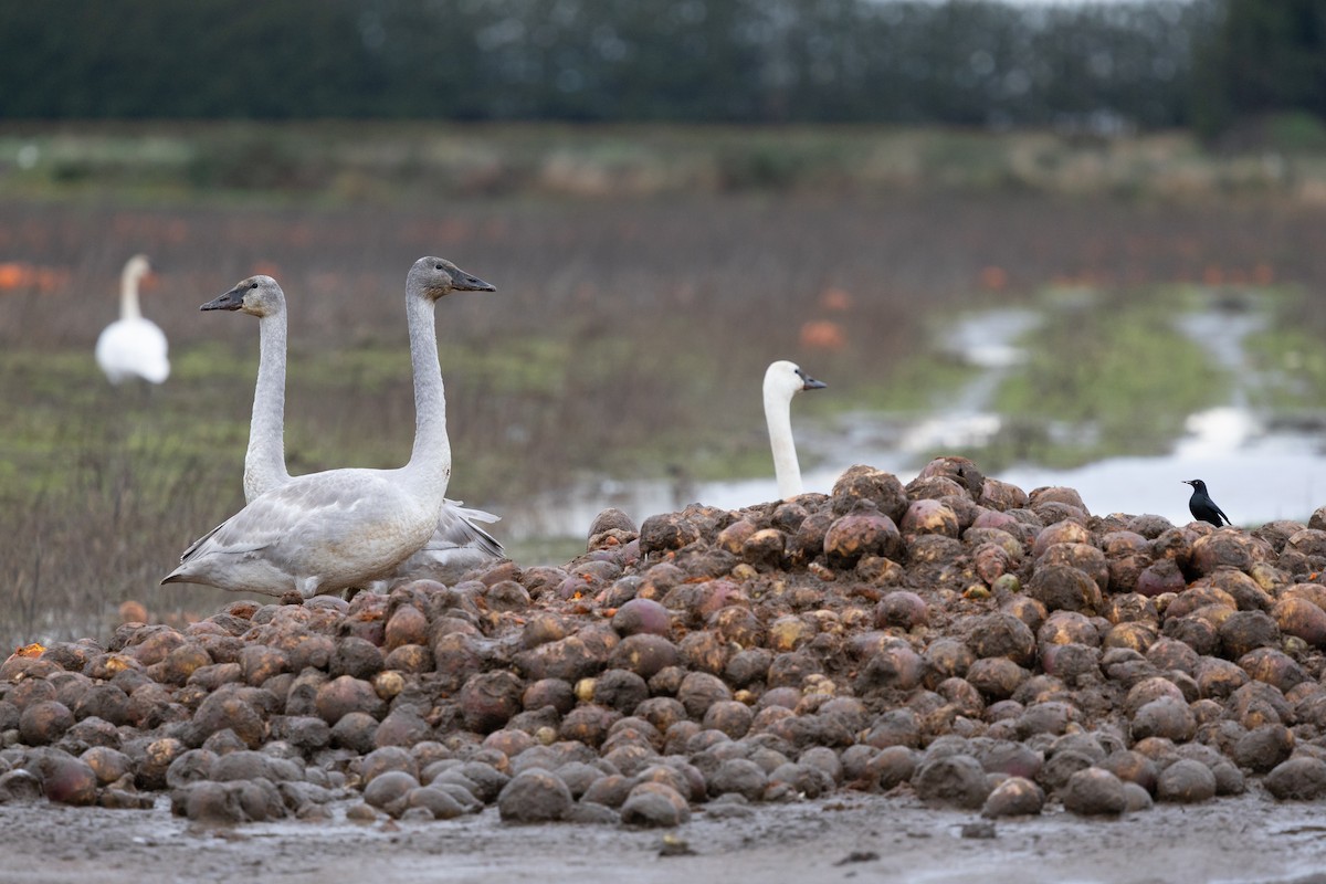 Quiscale de Brewer - ML647589509